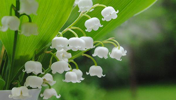 Maiglöckchen mit geöffneten Blüten